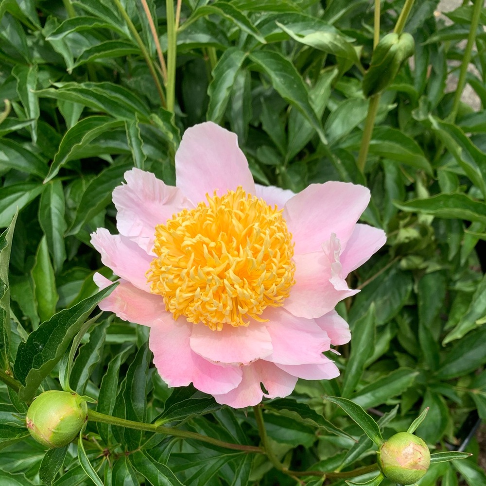 Meet your Posher, Janie